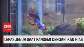 VIDEO: Lepas Jenuh Saat Pandemi Dengan Ikan Hias