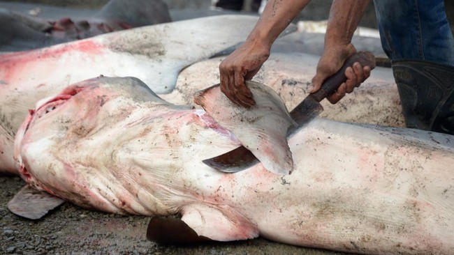 Kearifan Lokal Badan Gizi Nasional menanggapi menu ikan hiu di Makan Bergizi Gratis (MGB) di SDN 12 Ketapang, Kalimantan Barat.