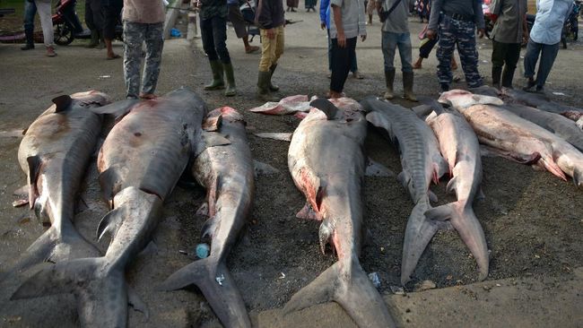 Ikan hiu boleh dikonsumsi, tapi perlu dibatasi. Kasus keracunan bukan karena daging hiu, melainkan faktor lain.