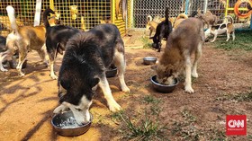Ciri-ciri anjing cacingan
