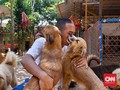 Kisah Sang Penyelamat Anjing yang Terseok Karena Pandemi