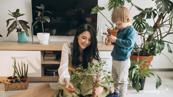 Tanaman Indoor Terbaik Untuk Udara Rumah Lebih Bersih