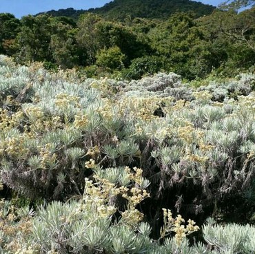 Deretan Flora dan Fauna Langka Ini Terancam Punah Imbas Kebakaran Bromo
