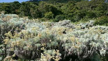img-title Deretan Flora dan Fauna Langka Ini Terancam Punah Imbas Kebakaran Bromo