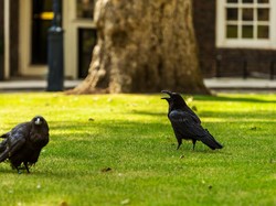 Sepi, Burung Gagak Menara London Mulai Bosan