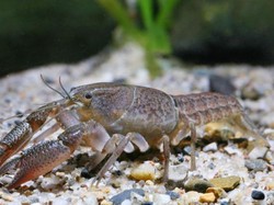 12 Fakta Unik Lobster: Kanibal dan Poliandri