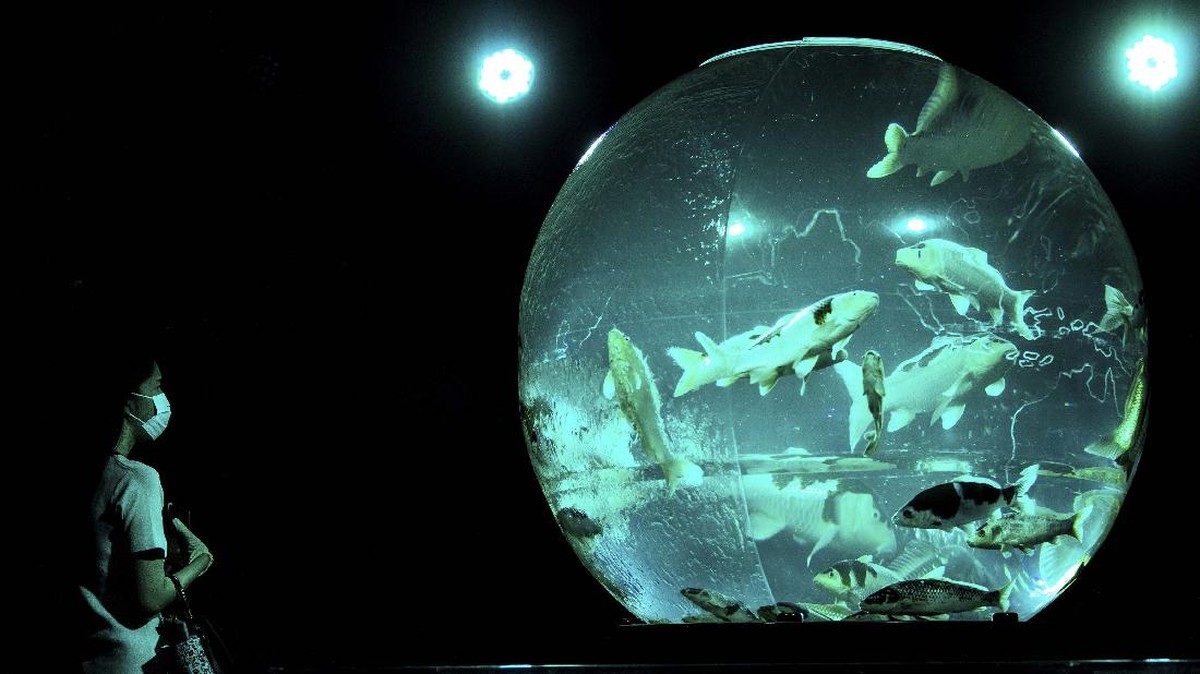 FOTO: Memanjakan Mata-Telinga di Pameran Art Aquarium Tokyo