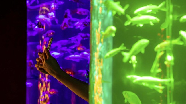 FOTO: Memanjakan Mata-Telinga di Pameran Art Aquarium Tokyo
