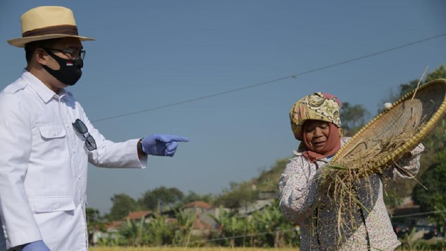Gubernur Jabar Ridwan Kamil meninjau panen raya padi hasil metode jamu organik Biogro atau jamu penyubur tanaman di Kelurahan Cibeber, Cimahi, Kamis (27/8).
