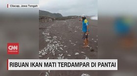 VIDEO: Ribuan Ikan Mati Terdampar di Pantai