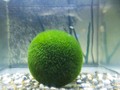 Marimo si 'Bola Lumut', Tanaman Hias nan Menggemaskan