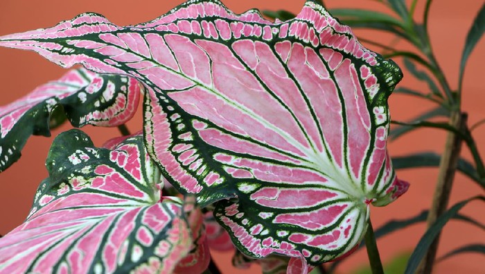 Caladium Leaf or Queen of the Leafy Plants, fancy elephant ear plant and colorful leaves.