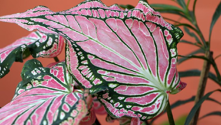 Caladium Leaf or Queen of the Leafy Plants, fancy elephant ear plant and colorful leaves.