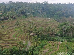 Menjelajahi Pesona Sawah Terasering Tegallalang di Utara Ubud