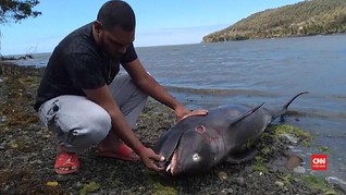 VIDEO: Lumba-lumba Mati Imbas Tumpahan Minyak di Mauritius