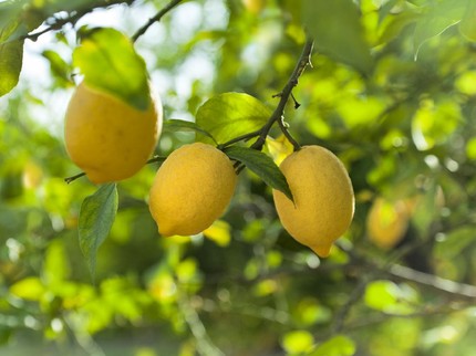 Peneliti Ungkap Buah Paling Sehat di Dunia, Mudah Ditemukan di RI