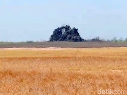 Viral Oro-oro Kesongo di Blora Menyembur Lagi
