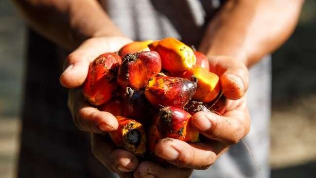 RSPO mendiskusikan tantangan konsep Shared Responsibility yang menyeimbangkan antara produksi dan konsumsi minyak sawit berkelanjutan di Indonesia.