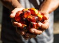 RSPO Dorong Penerapan Konsep 'Shared Responsibility'