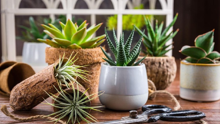 Collection of succulent plants for home deco. Gardening idea for stone garden.