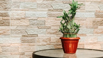 Tanaman Hias Terbaik Menurut Feng Shui