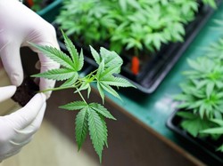 Heboh Ganja Masuk Komoditas Binaan Tanaman Obat Kementan