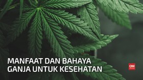 VIDEO: Nasib Ganja, Jadi Obat Tapi Tetap Ilegal