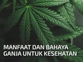 VIDEO: Nasib Ganja, Jadi Obat Tapi Tetap Ilegal