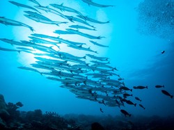 Wakatobi dan Raja Ampat Buka Wisata Saat Pandemi, Kok Berani?