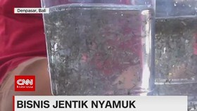 VIDEO: Bisnis Jentik Nyamuk