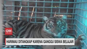 VIDEO: Harimau Ditangkap Karena Ganggu Siswa Belajar