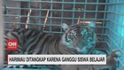 VIDEO: Harimau Ditangkap Karena Ganggu Siswa Belajar