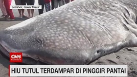 VIDEO: Hiu Tutul Terdampar di Pinggir Pantai