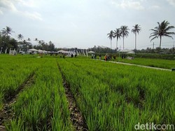 Gokil! Sri Mulyani Siapkan Rp 99 T untuk Ketahanan Pangan di 2021