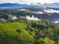 7 Kebun Teh di Jawa Barat untuk Pemburu Pemandangan Hijau