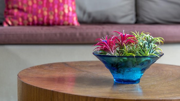 5 Kiat Meletakkan Tanaman Hias Pembersih Udara Agar Subur