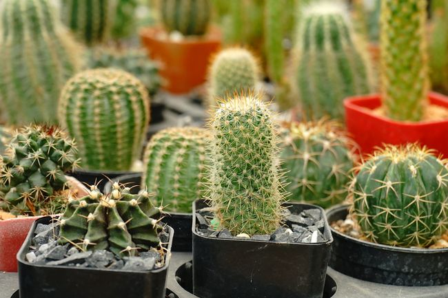 7 Cara  Merawat  Kaktus  Tanaman  Hias Sukulen yang Populer 