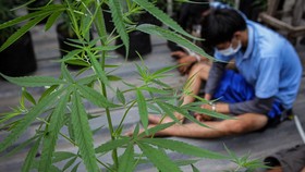 Polisi Tangkap Warga Cilandak Tanam Ganja di Rumah