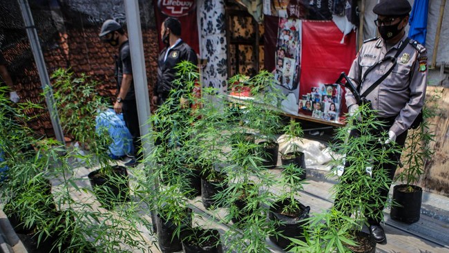 BNN Tasikmalaya akan mengembangkan kasus ini lantara menduga ada budidaya ganja yang dilakukan oleh warga lainnya.