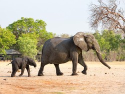 22 Gajah Mati di Taman Satwa Zimbabwe, Diduga Infeksi Bakteri