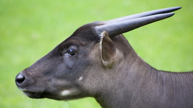 Anoa Dwarf Buffalo Bubalus Depressicornis Sapi Hutan Asli Indonesia Planter And Forester