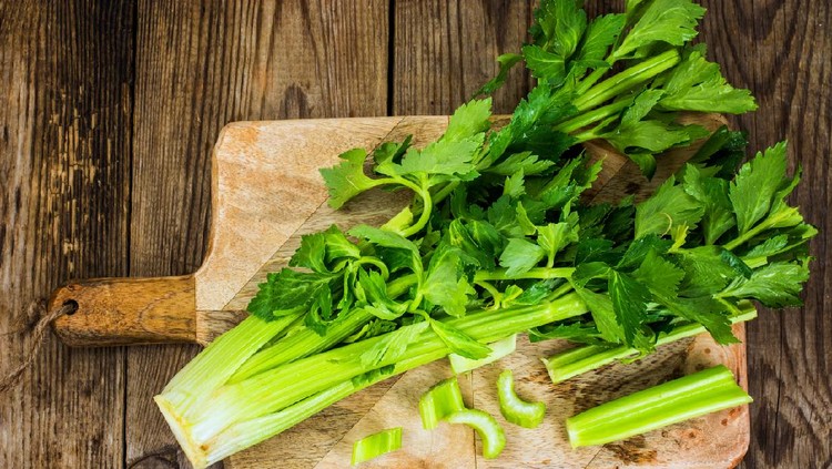 Ilustrasi daun seledri Bunch of fresh celery stalk with leaves. Studio Photo