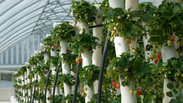 Hydroponically grown Strawberry vines growing in a hothouse