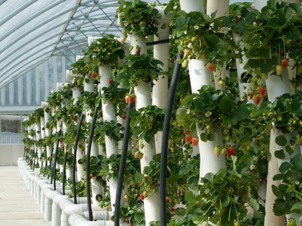 Terpopuler: Kebun Hidroponik Vertikal, Rano Karno Grogi Ketemu 'Mantan'