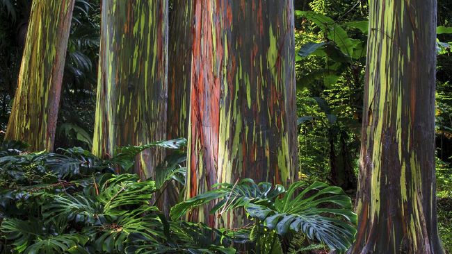 Hutan hujan Indonesia ternyata memiliki kekayaan alam yang indah, salah satunya pohon eucalyptus pelangi.