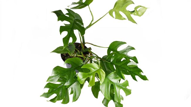 Tanaman hias itu adalah Rhaphidophora tetrasperma yang sangat langka. Sepintas mirip seperti Monstera, tapi berasal dari keluarga yang berbeda.