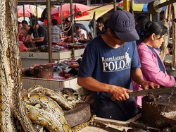 Pasar Tomohon Masuk Penghargaan Wildlife Photographer of the Year 2020