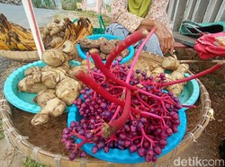 Kaya Nutrisi, Ini Khasiat Buah Parijoto Bagi Wanita Hamil