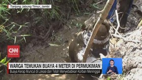 VIDEO: Warga Temukan Buaya 4 Meter di Permukiman