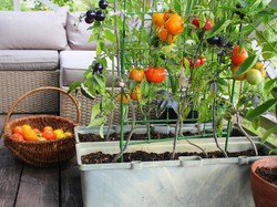 Bisa Cepat Panen, Sayuran dan Buah Ini Cocok Ditanam di Rumah